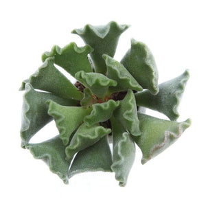 Adromischus cristatus "Key Lime Pie" or "Crinkle Leaf Plant" Succulent Plant