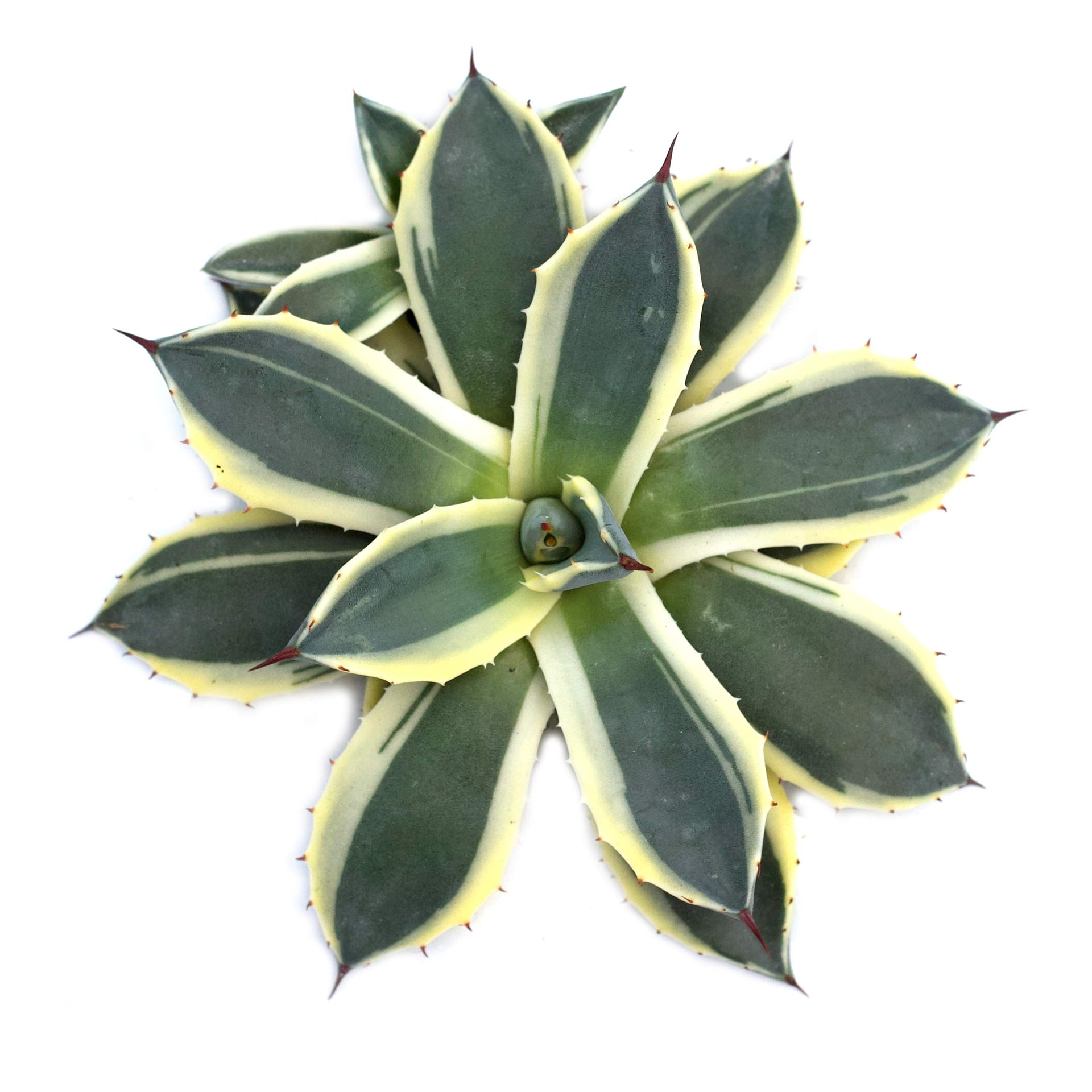 faser der agave Agave filifera Hybrid | Botanical Archive main image 1