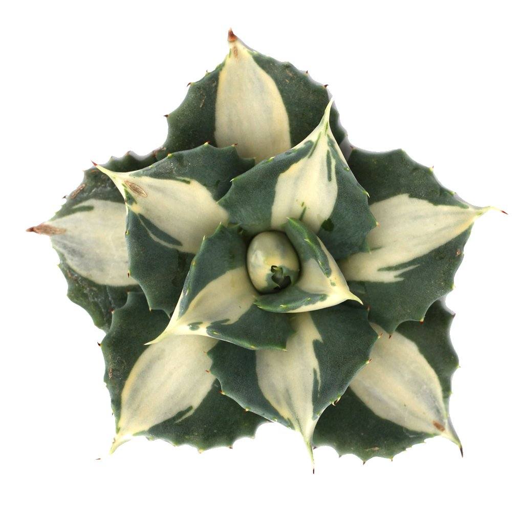 Agave isthmensis f. mediopicta-alba