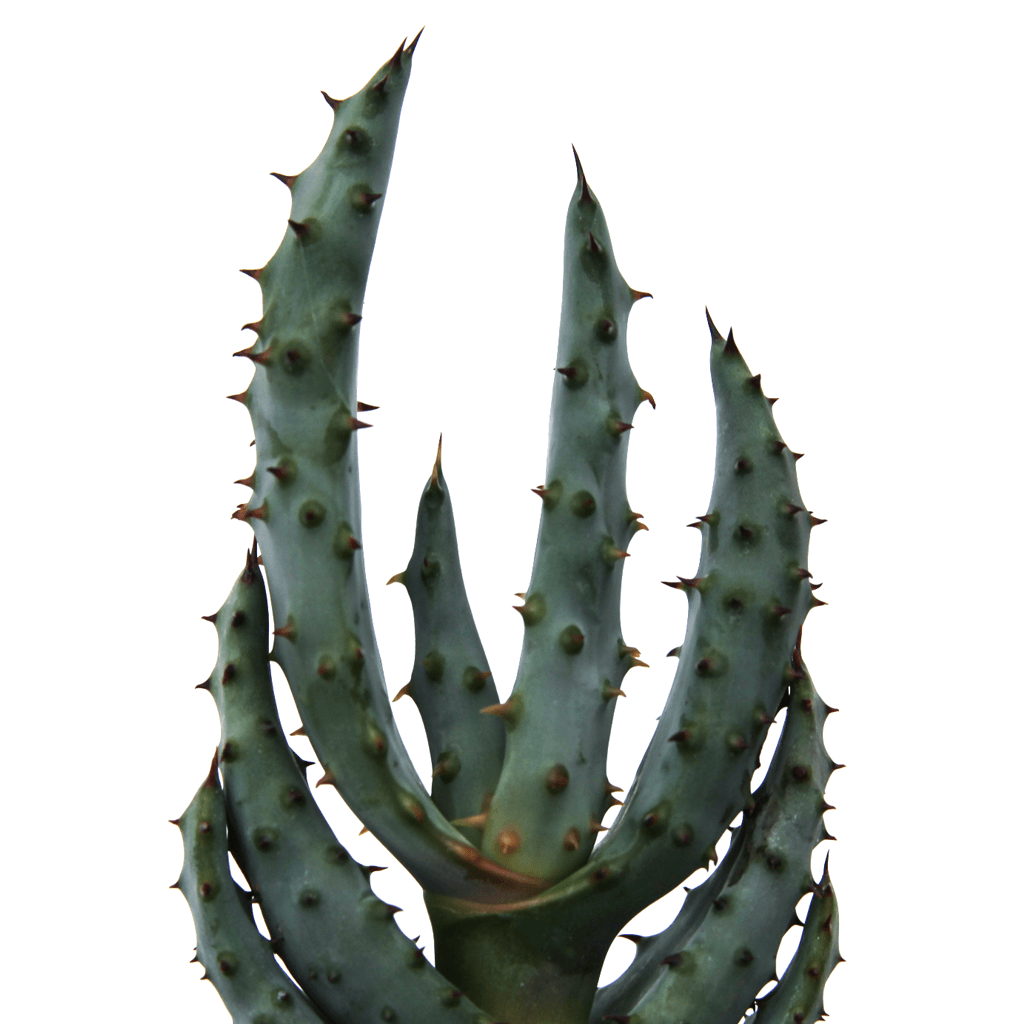 Aloe aculeata ‘Red Hot Poker Aloe'