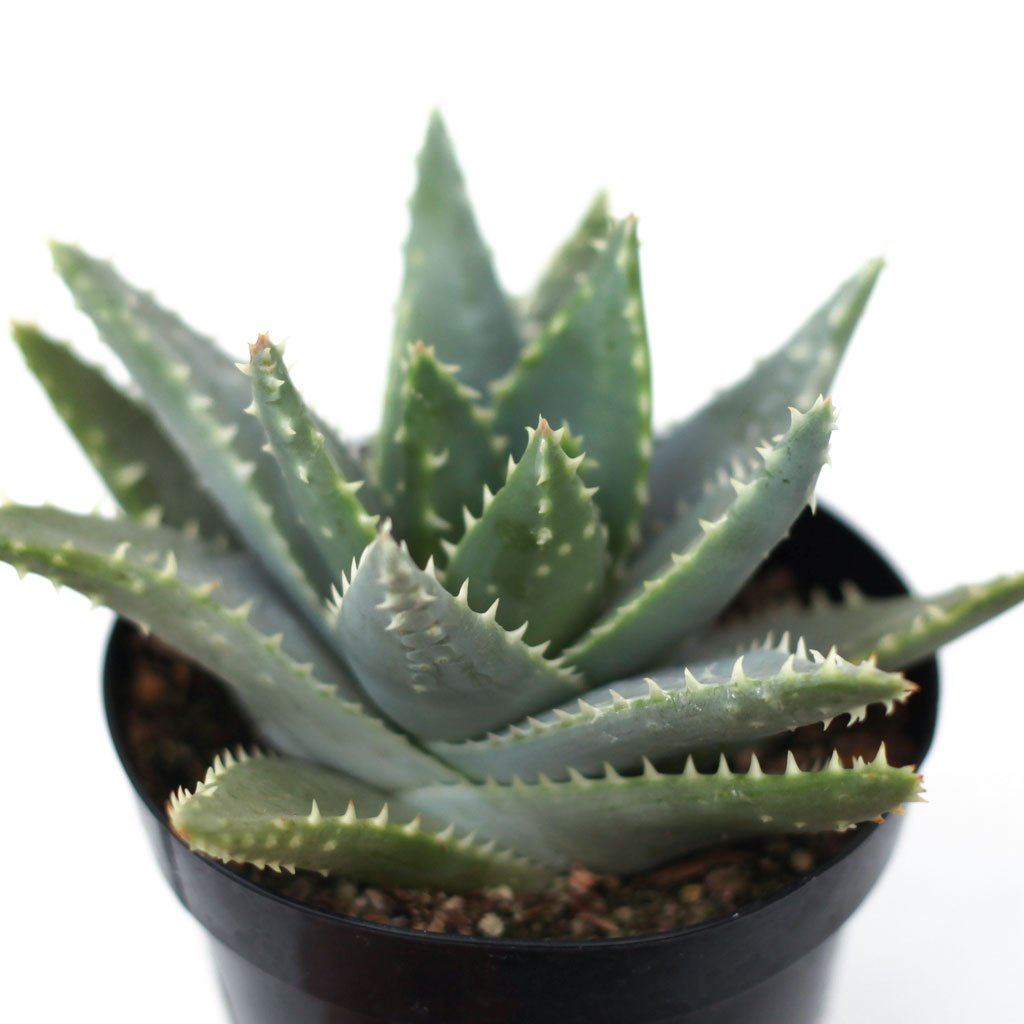 crocodile succulent Aloe brevifolia - Short Leaved Aloe