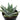 Aloe brevifolia 'Short-leaved Aloe'