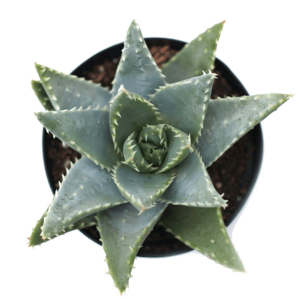 Aloe brevifolia 'Crocodile Plant'