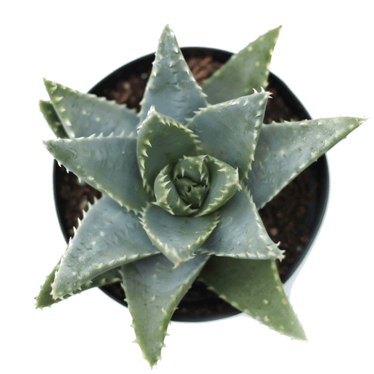 Aloe brevifolia 'Crocodile Plant'