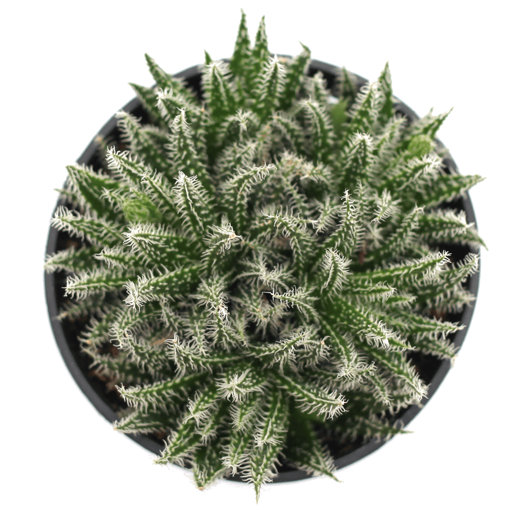 Aloe haworthioides