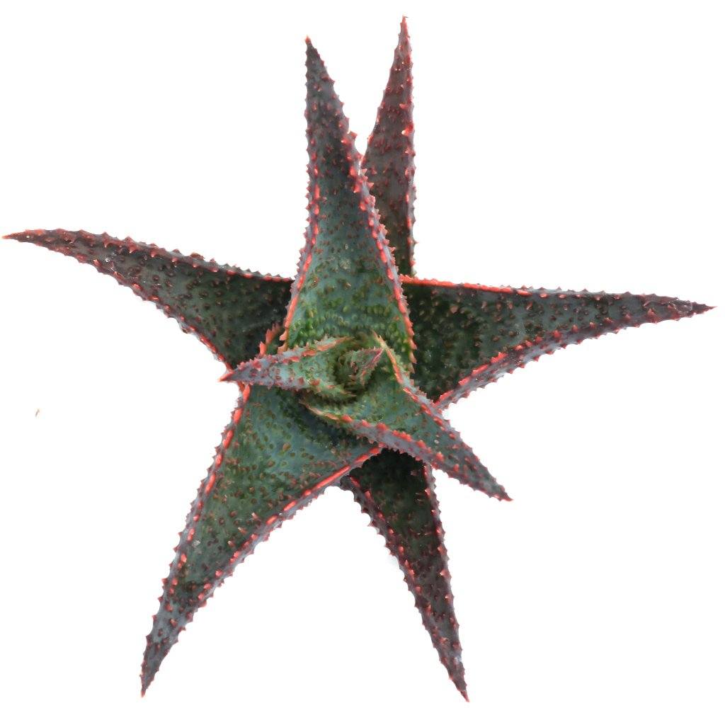 Aloe 'Lavender Star'