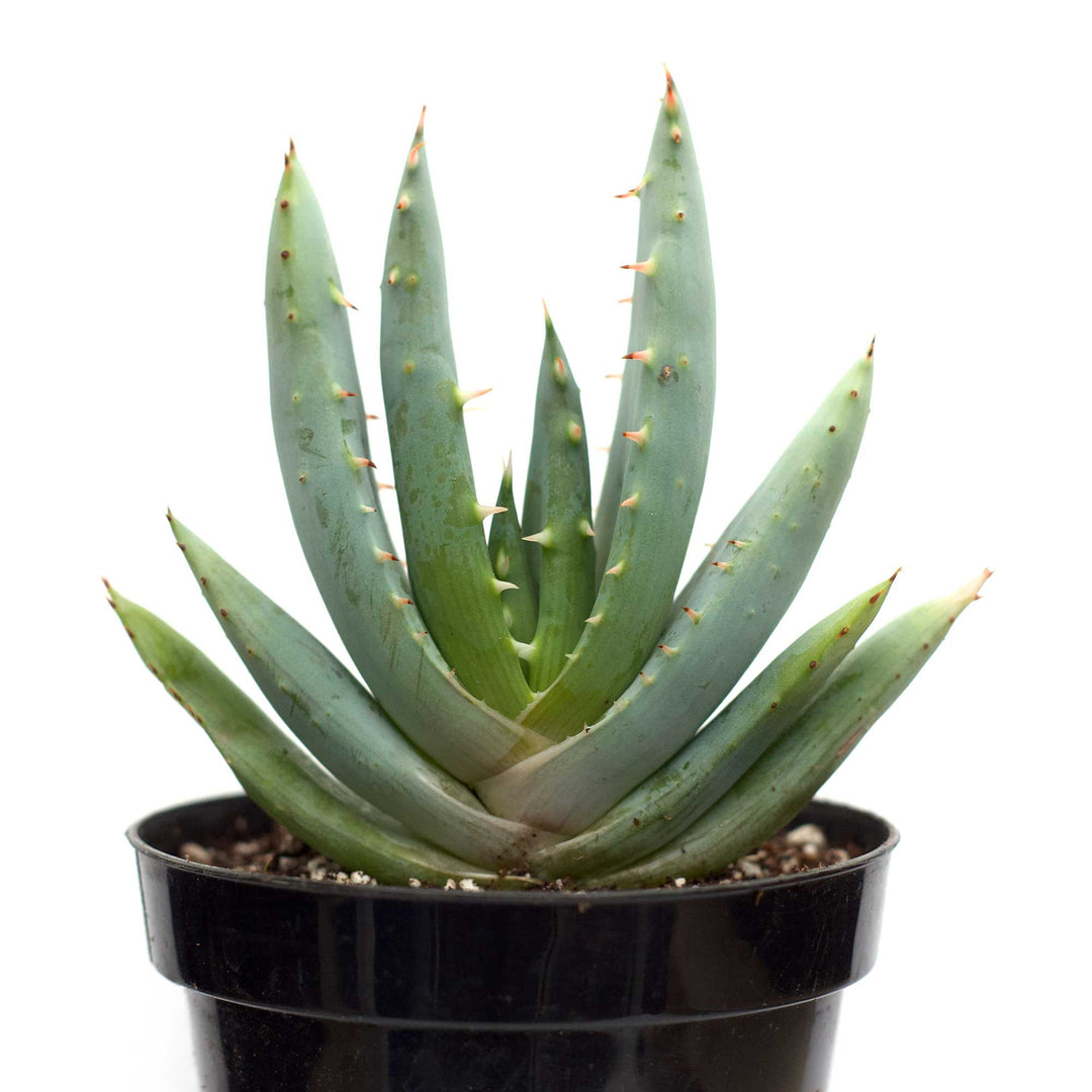 Aloe peglerae 'Fez Aloe'