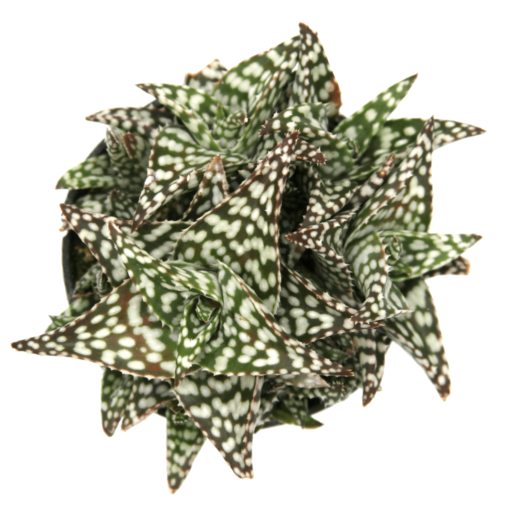 Aloe "Snowstorm" Succulent Plant