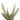 Aloe striata 'Coral Aloe'