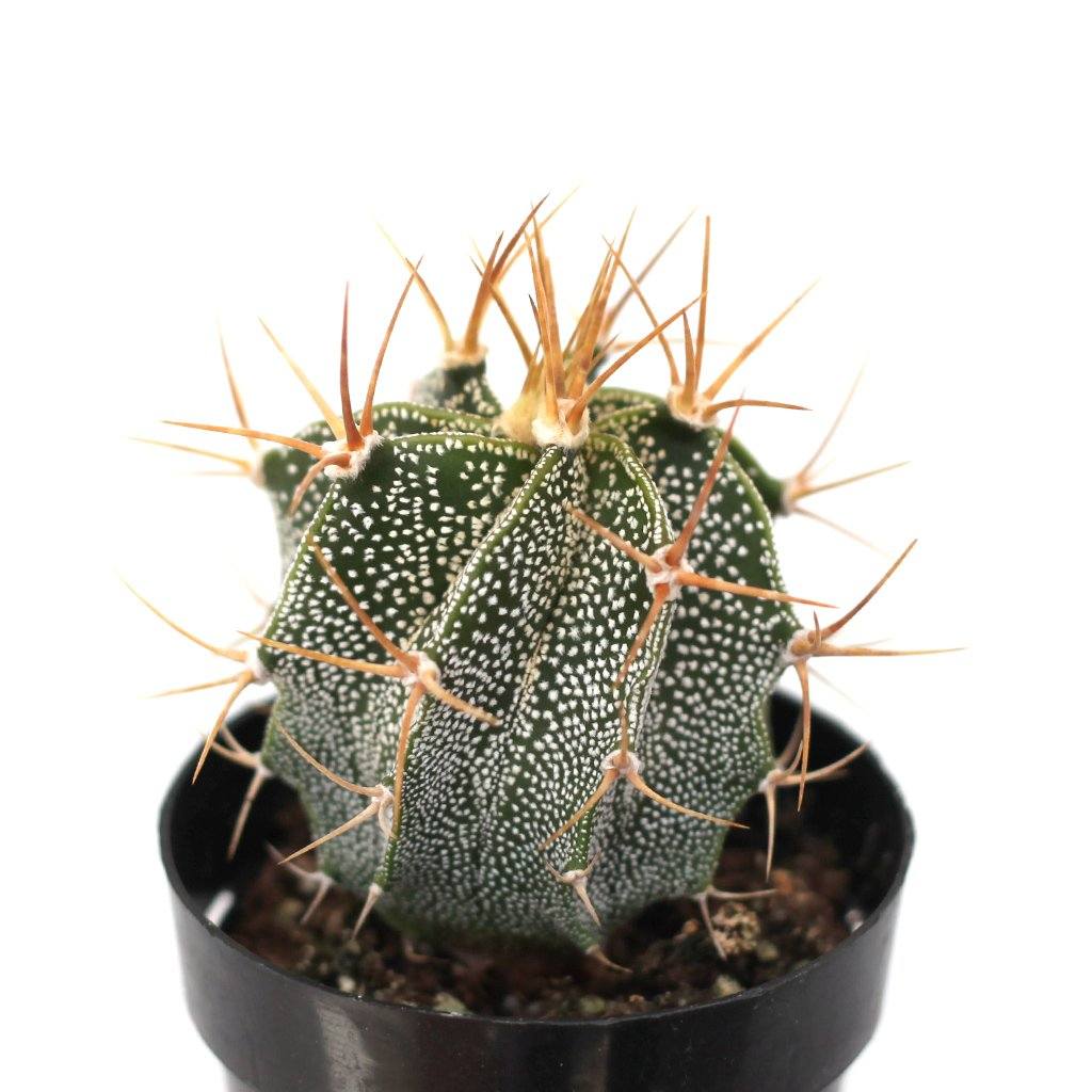 Astrophytum ornatum 'Star Cactus'