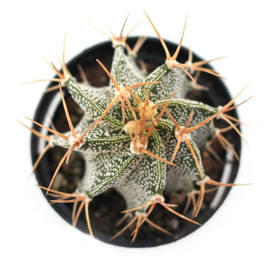 Astrophytum ornatum 'Star Cactus'