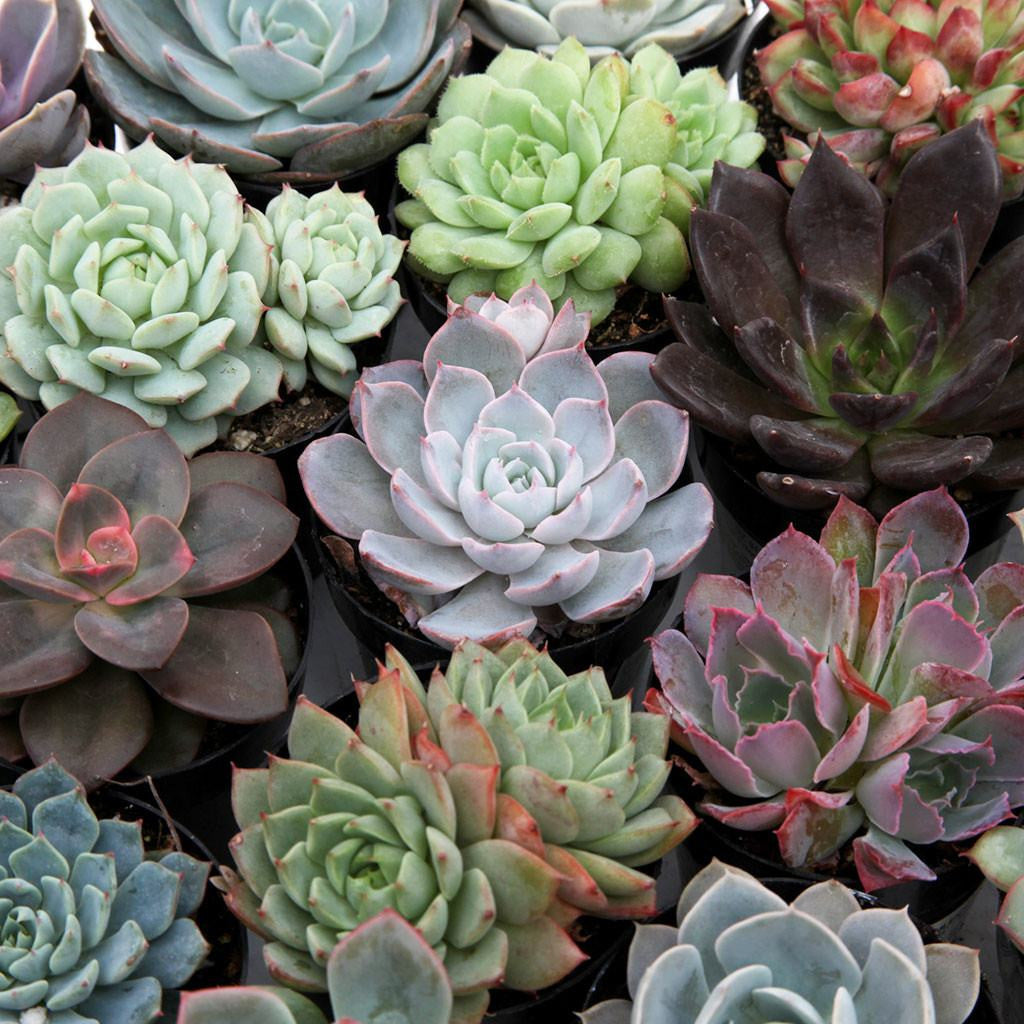 'Awesome Echeveria™' Pack- Leaf & Clay - Succulents for sale