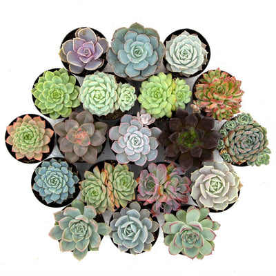 'Awesome Echeveria™' Pack- Leaf & Clay - Succulents for sale