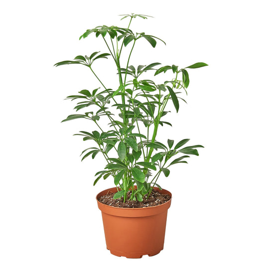 Schefflera 'Umbrella Plant'