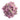 Callisia repens f. variegata 'Pink Lady'