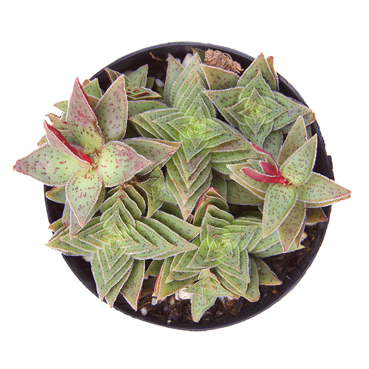 tiger jade succulent Crassula picturata
