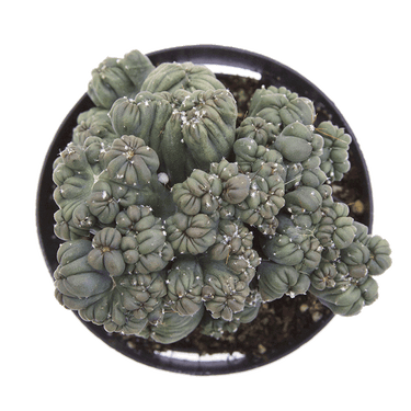 Cereus forbesii montrose 'Ming Thing' Cactus Succulent Plant