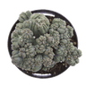 Cereus forbesii montrose 'Ming Thing' Cactus Succulent Plant