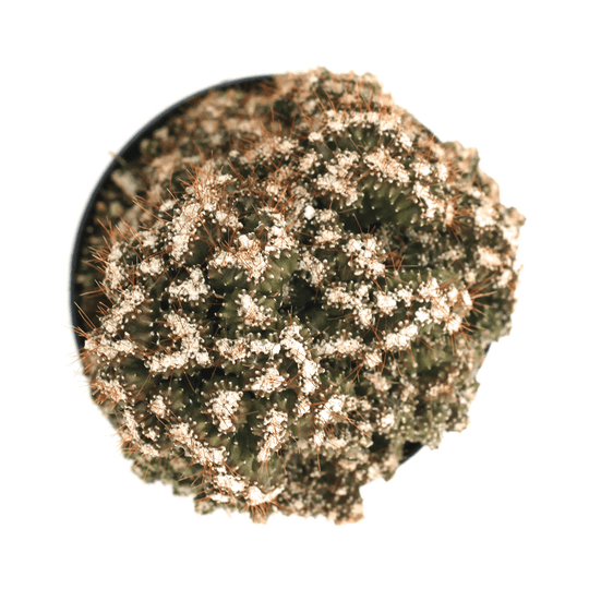 Cereus repandus f. monstrosus 'Petra'
