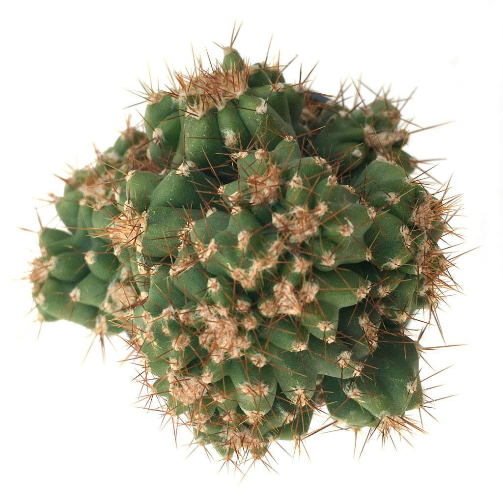 Cereus peruvianus 'Monstrose' Cactus Succulent Plant