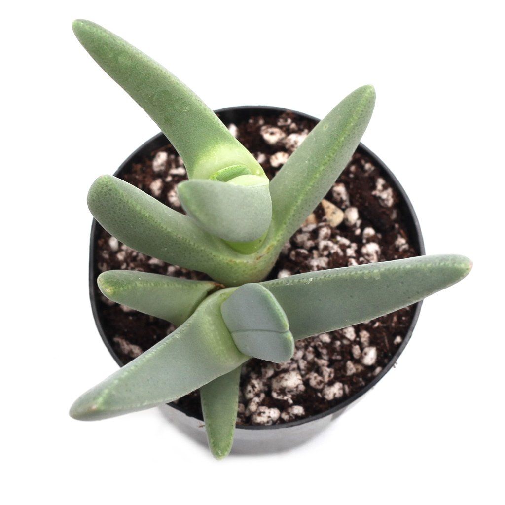 lobster succulent Cheiridopsis candidissima 'Lobster Claws'