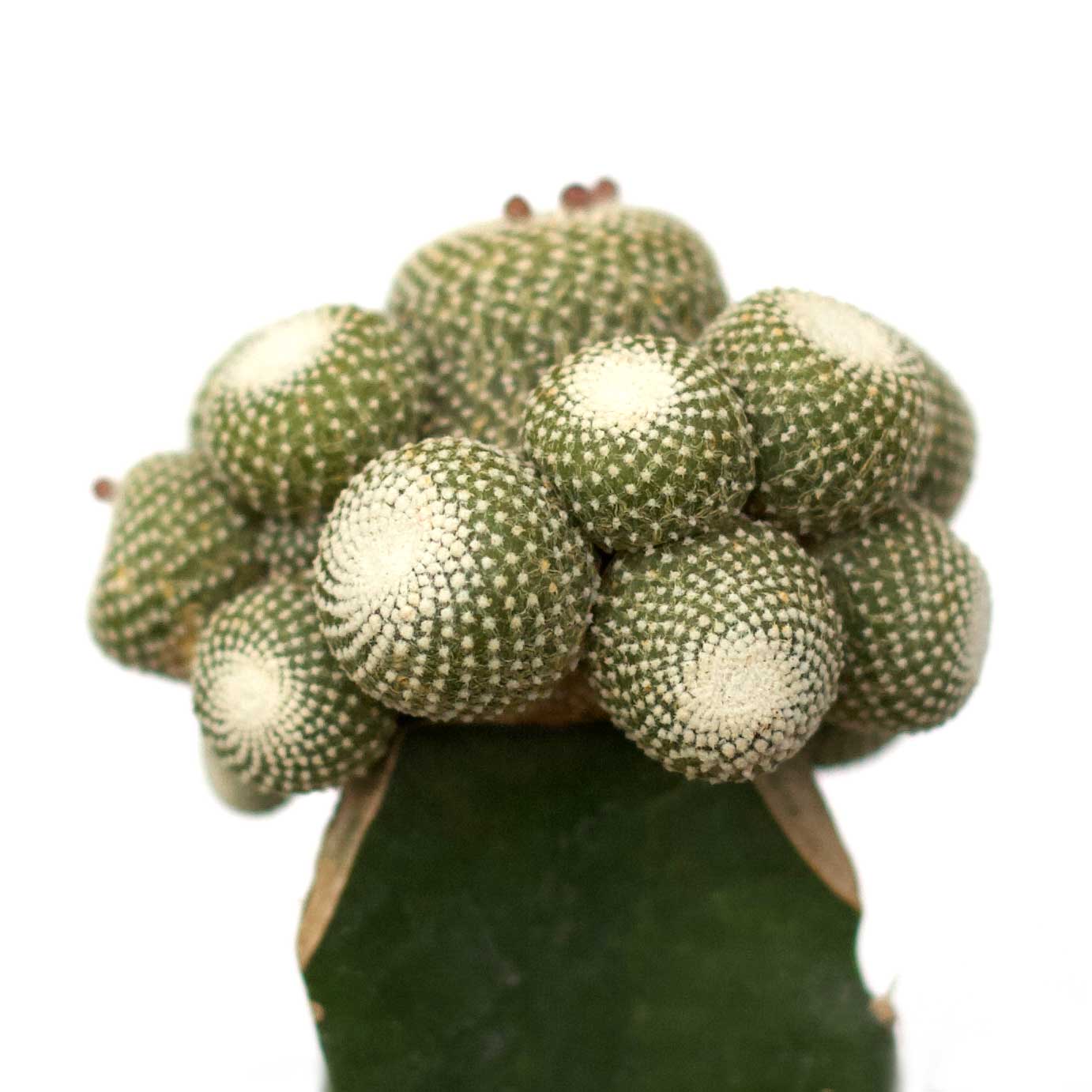 Blossfeldia Liliputana – Rare Miniature Cactus Seeds (50 Seeds) – Exotic Buttom Cacti