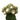 Blossfeldia liliputana grafted