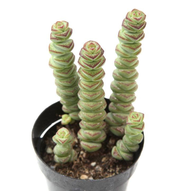 baby's necklace succulent Crassula 'Baby's Necklace'