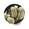 Crassula 'Baby's Necklace' Succulent Plant