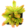 Crassula capitella 'Campfire Succulent Plant