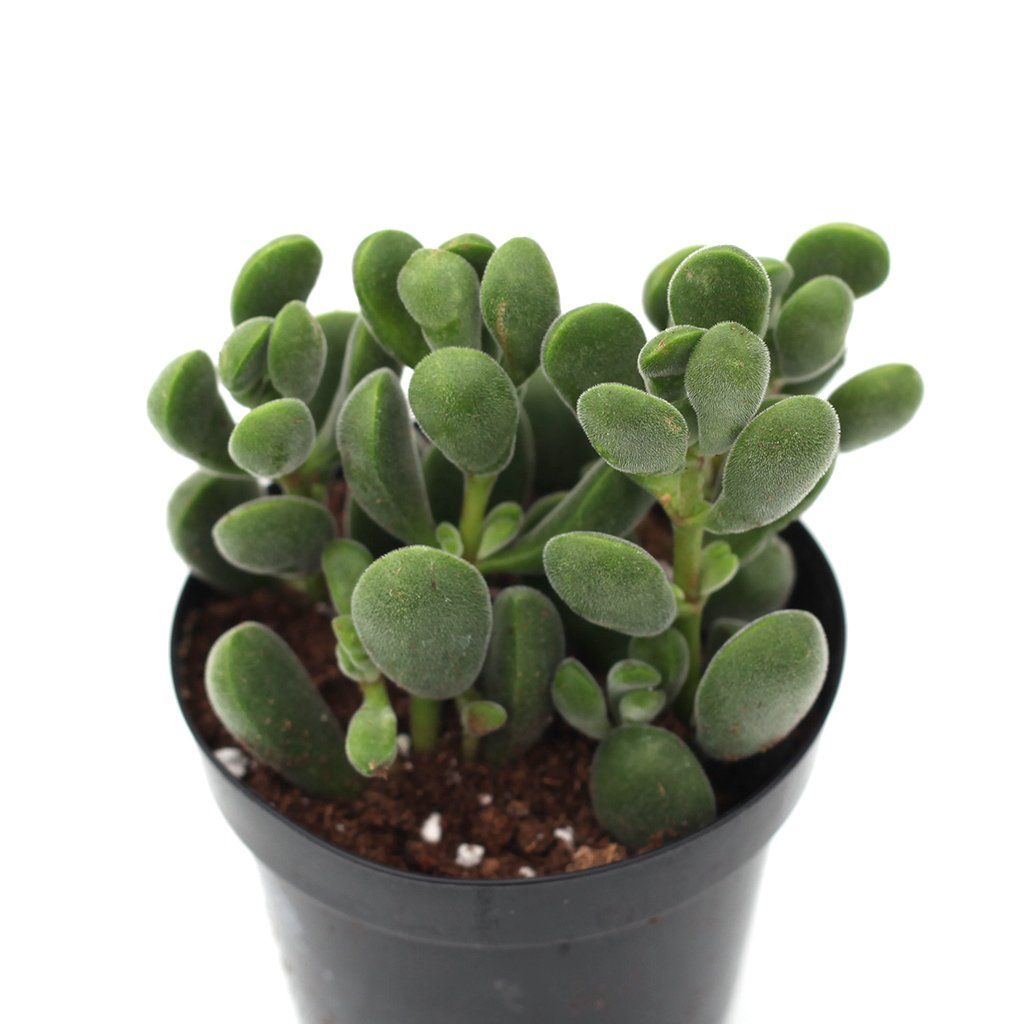 succulent that looks like a green bean Crassula rogersii