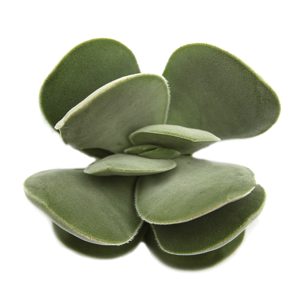 Crassula dubia 'Paddle Succulent' Succulent Plant