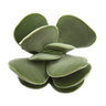 Crassula dubia 'Paddle Succulent' Succulent Plant