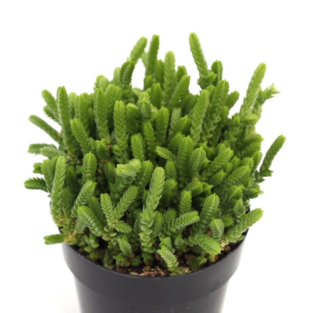 muscosa succulent Crassula muscosa - Watch Chain