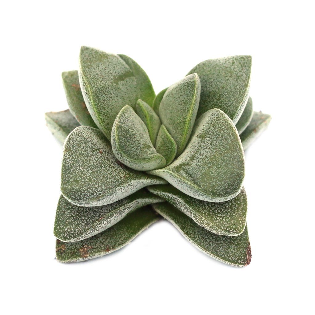 silver springtime succulent Crassula 'Silver Springtime'