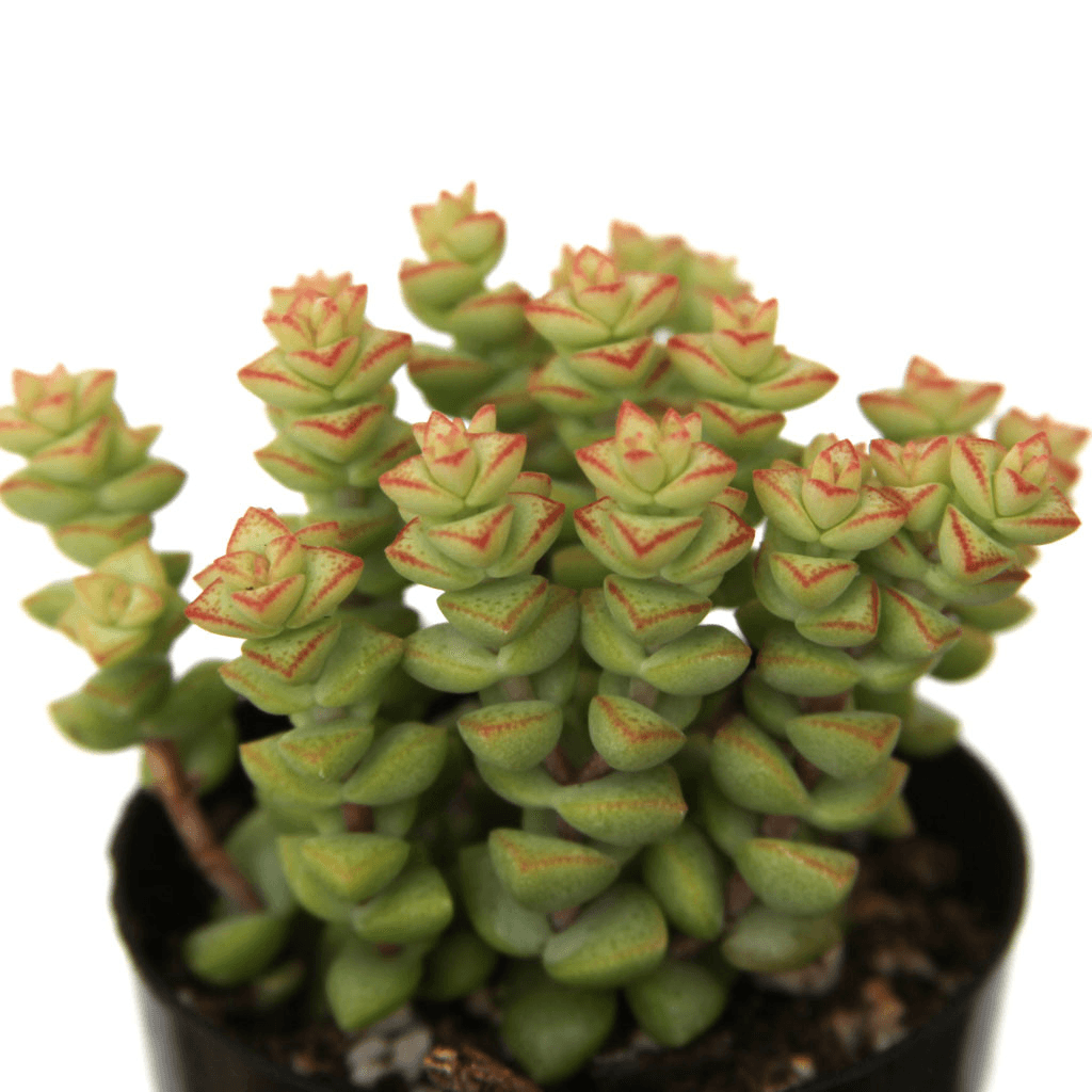 Crassula rupestris ssp. commutata 'Tom Thumb'