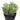 Crassula rupestris ssp. commutata 'Variegated Tom Thumb'