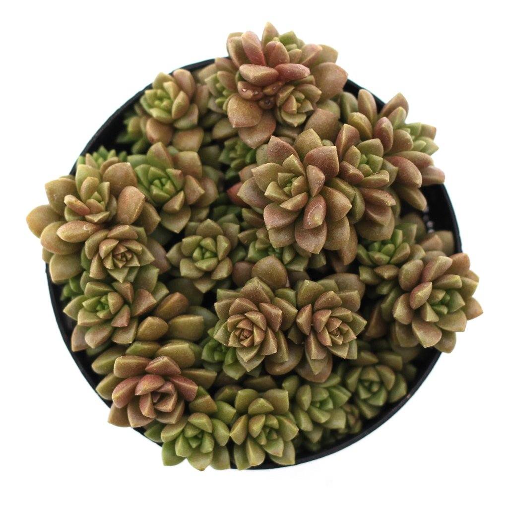 succulent little gem Cremnosedum 'Little Gem'