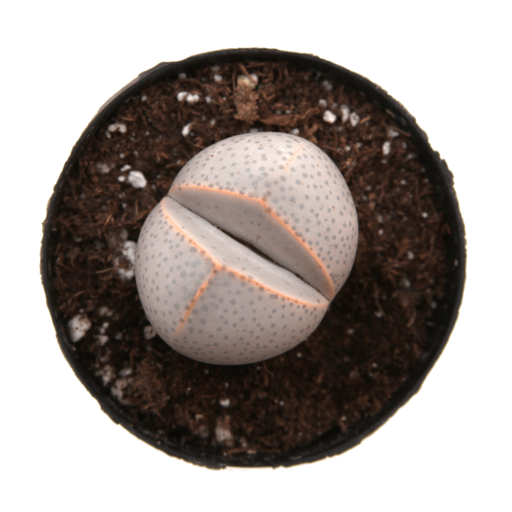 Dinteranthus wilmotianus 'Golf Ball'