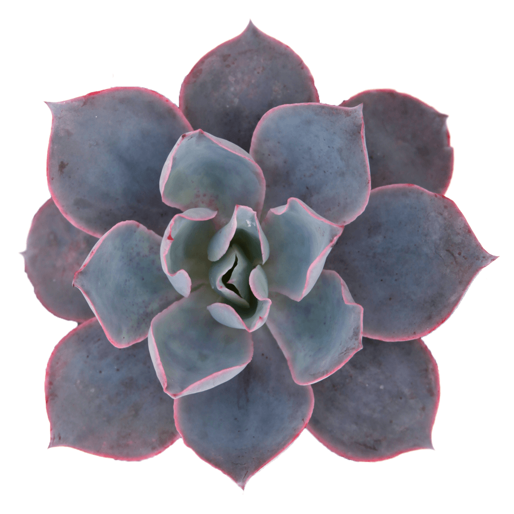 Echeveria 'Afterglow' Succulent Plant