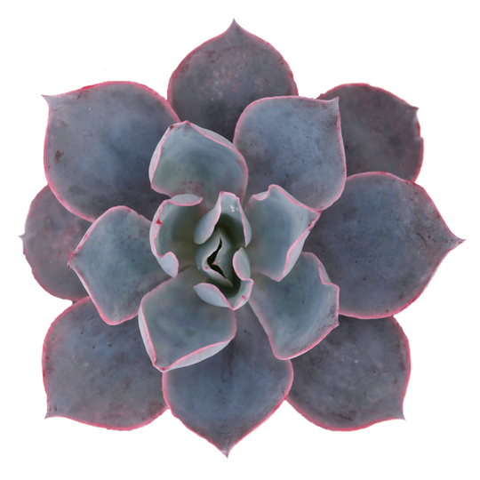 Echeveria 'Afterglow' Succulent Plant