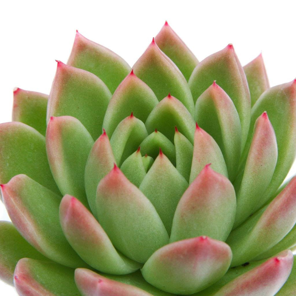 green succulent with red tips Echeveria agavoides 'Red Tip'
