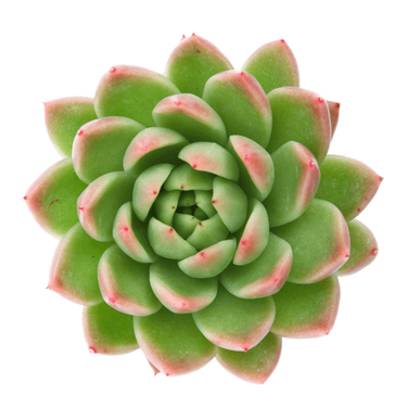 Echeveria agavoides 'Red Tips' Succulents