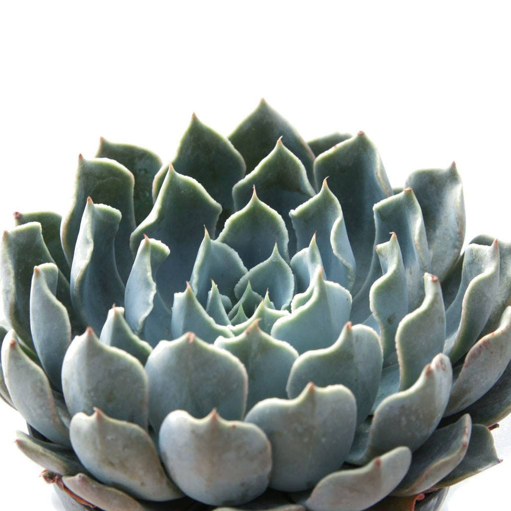 Echeveria 'Allegra' Succulent Plant