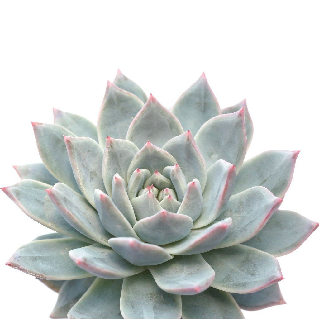 bird succulent Echeveria Blue Bird Rosette