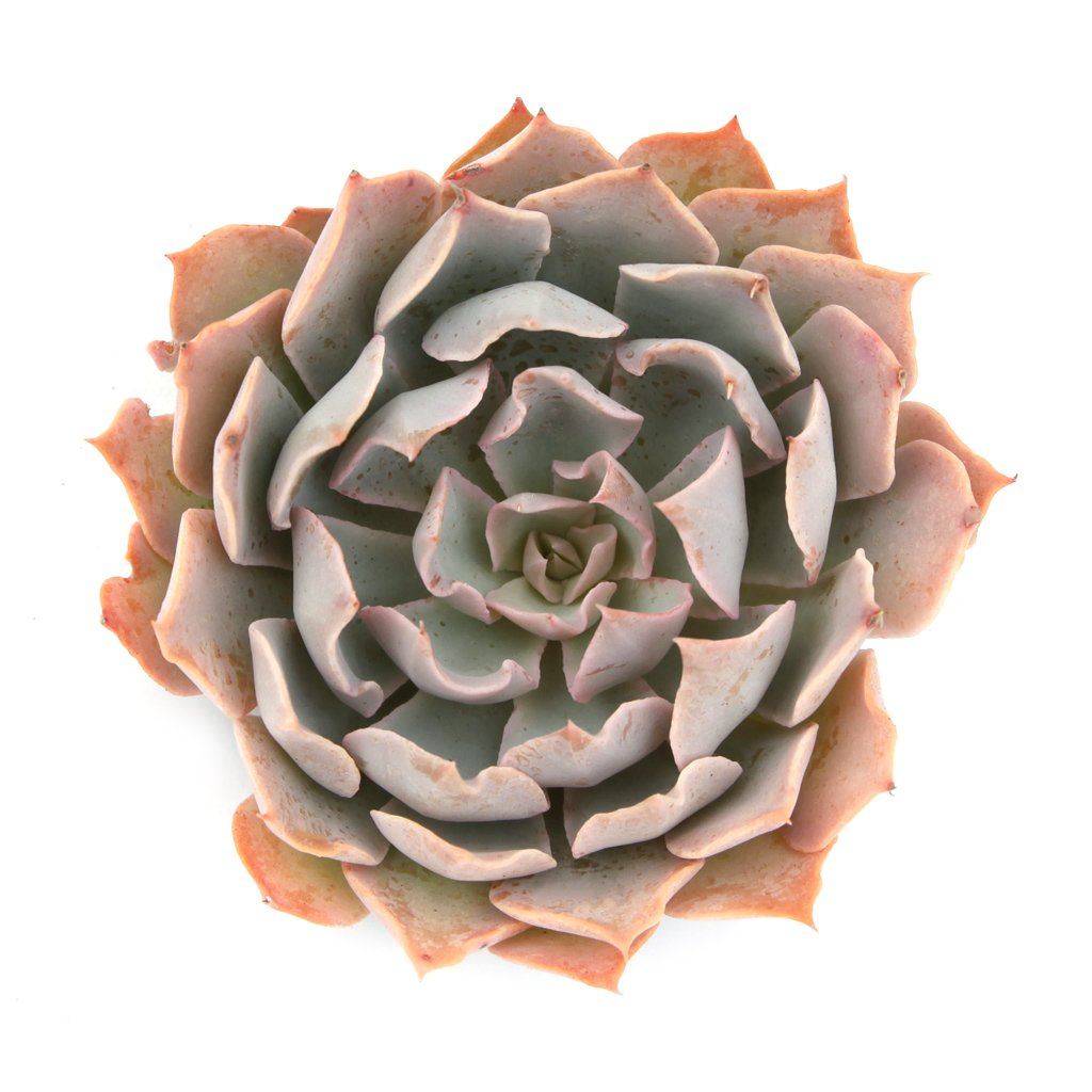 blue heron succulent Echeveria 'Blue Heron'