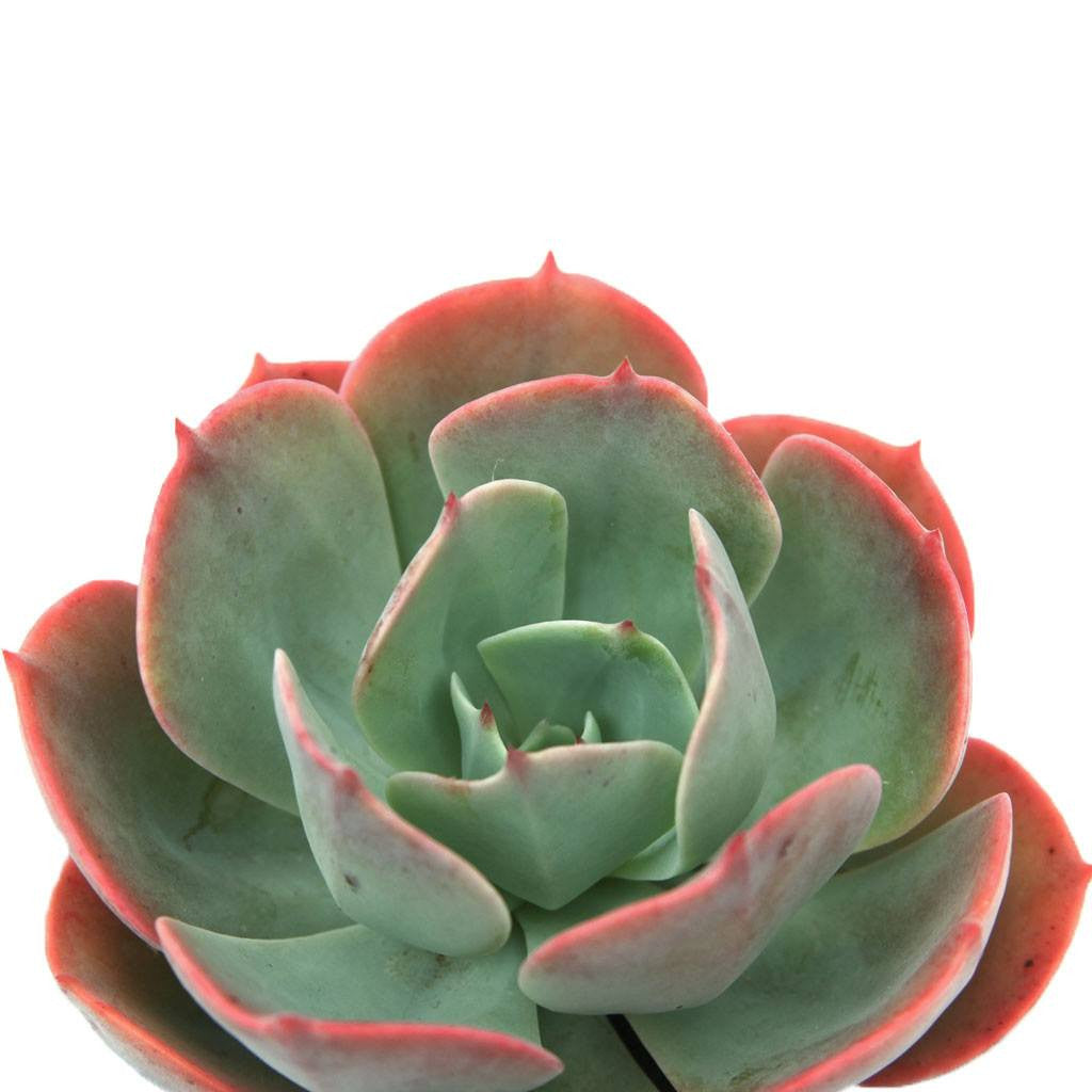 blue red succulents Echeveria 'Blue Sky'