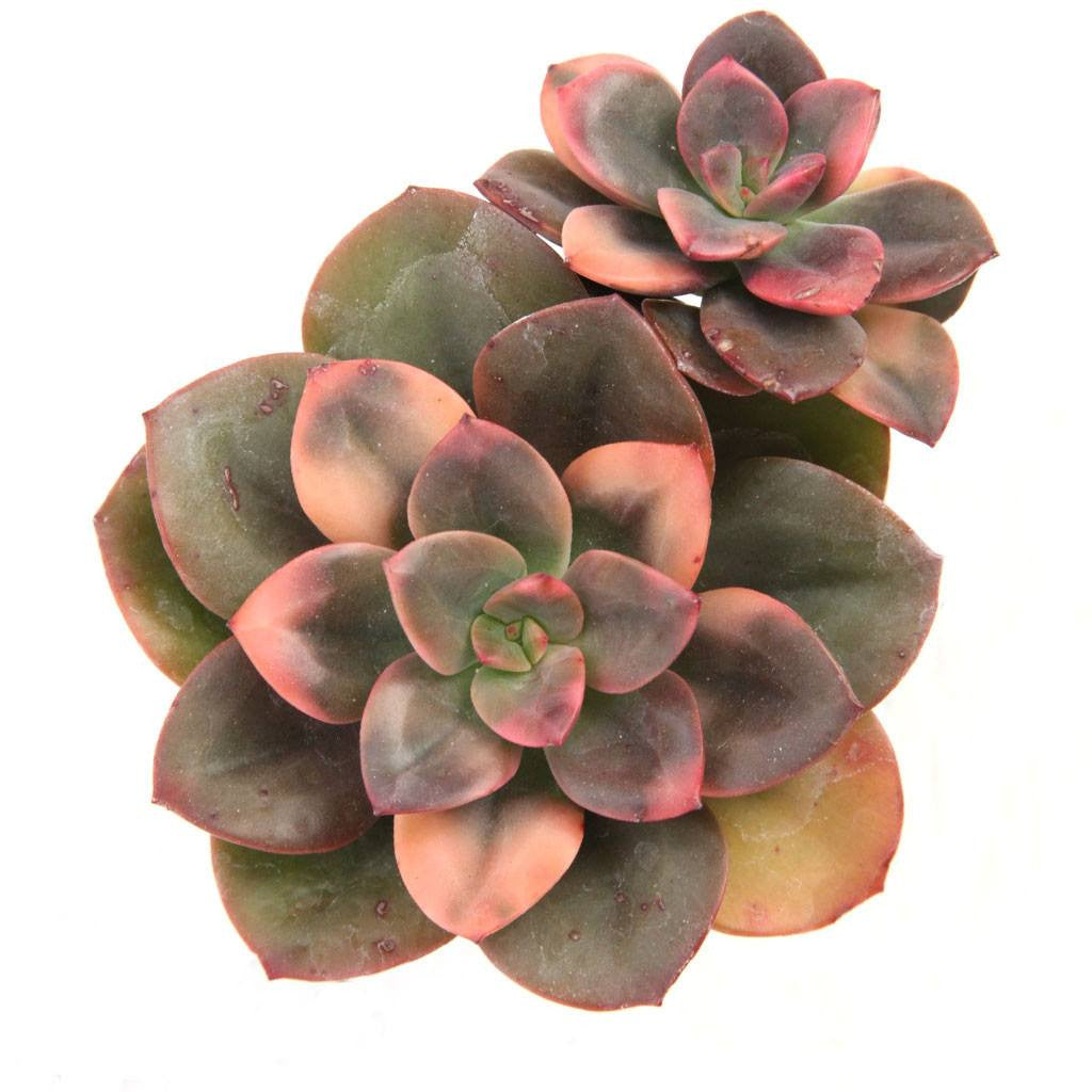 Echeveria 'Chroma' Succulent Plant
