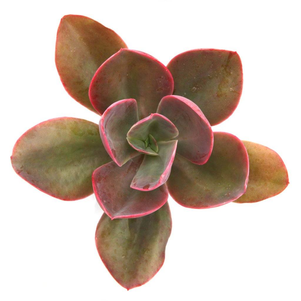 Echeveria gibbiflora 'Decora'