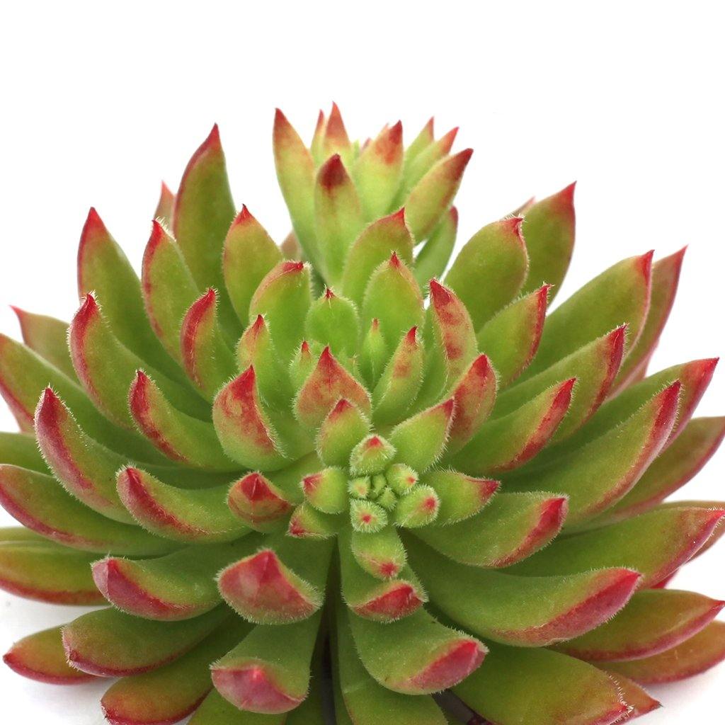 spruce oliver succulent Echeveria 'Spruce Oliver'
